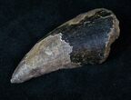 Partial T-Rex (Tyrannosaurus rex) Tooth #14850-2